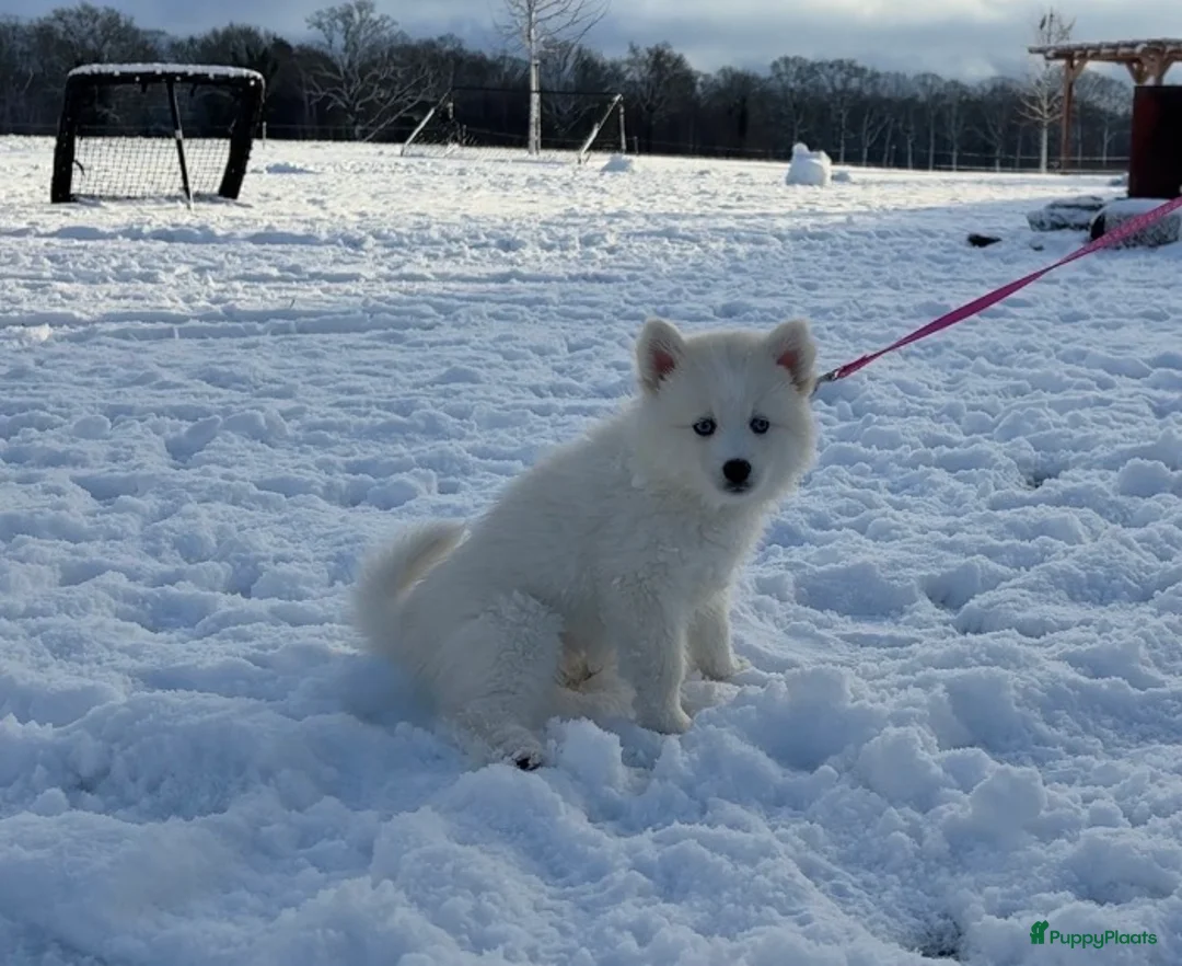 Pomsky honden te koop: Pomsky pups te koop –blauwe ogen–nog 1 beschikbaar - Advertentie 10