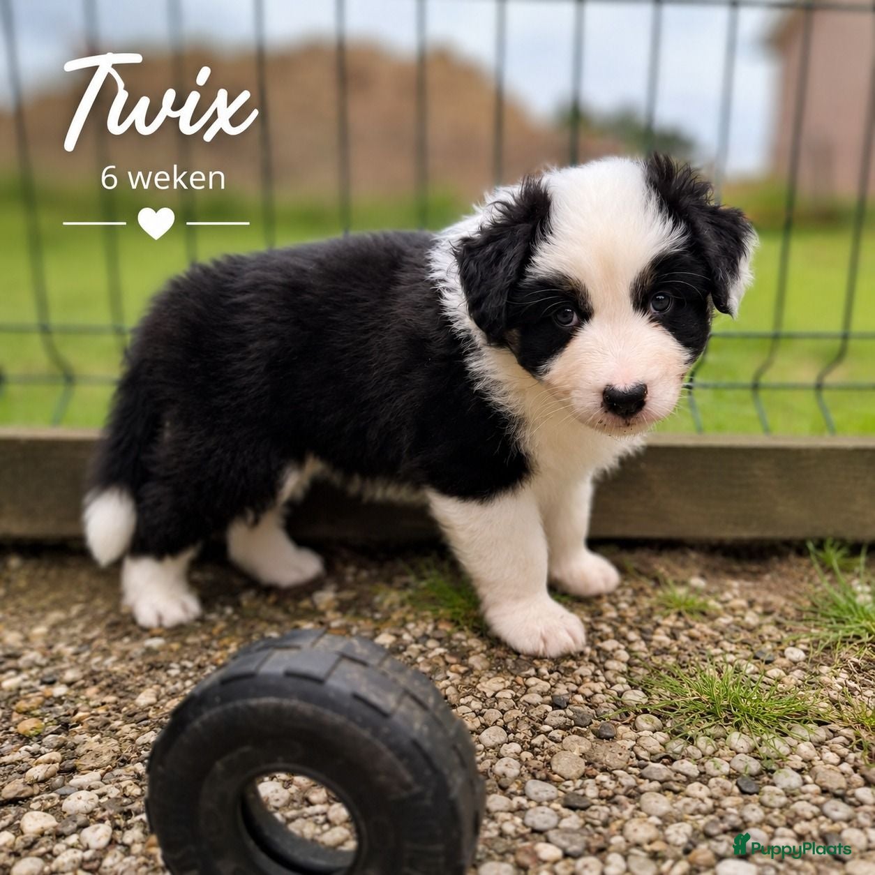 Australian Shepherd honden Australian Shepherd reutje met stamboom - Advertentie 2