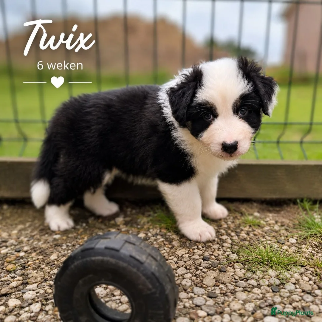 Australian Shepherd honden te koop: Australian Shepherd reutje met stamboom - Advertentie 2