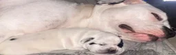 Kruising honden te koop: Amerikaanse pocket bully teefje 17 maand - Advertentie 1