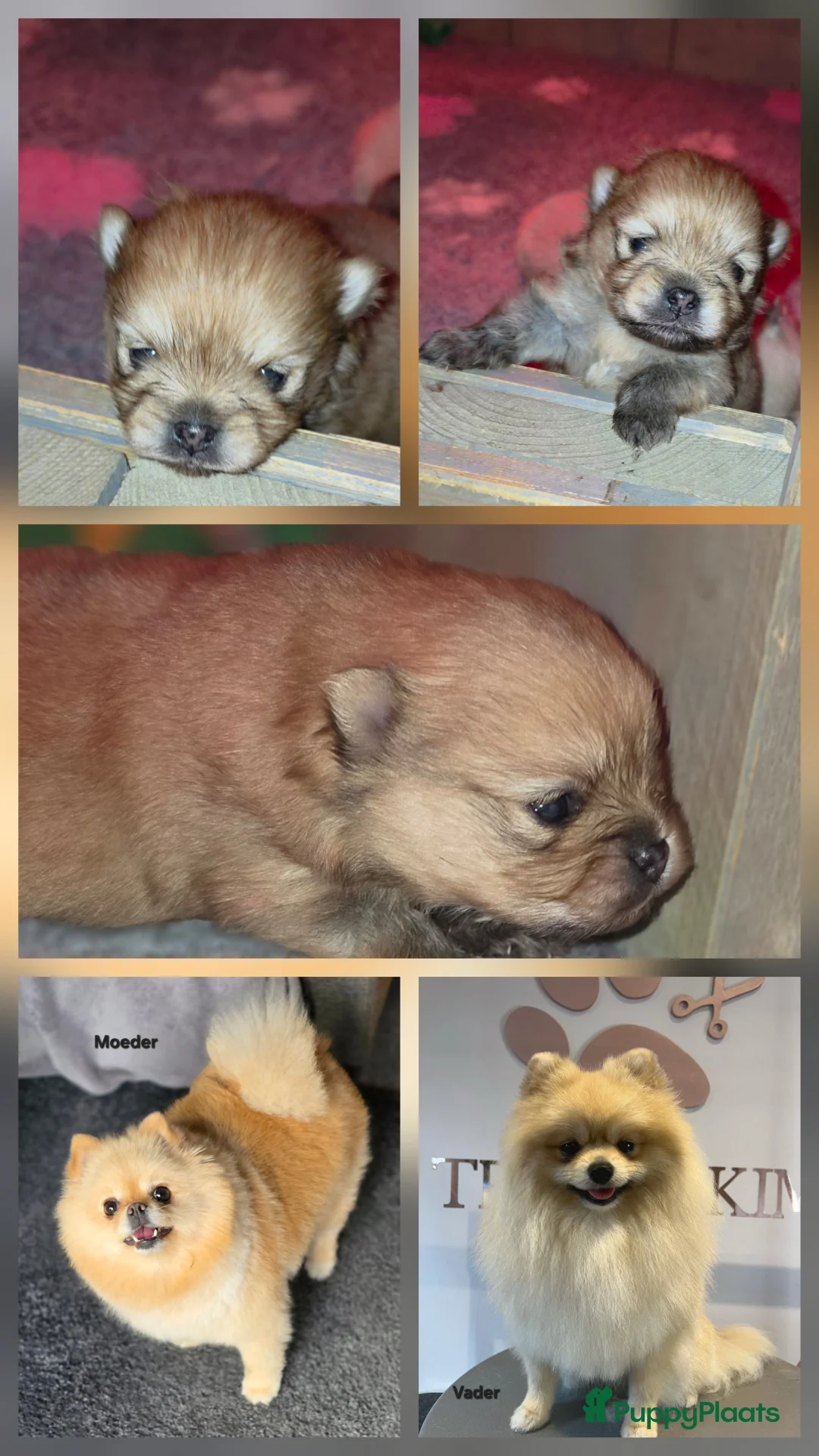 Pomeriaan honden te koop: 🐾 Pomeriaan pup 🐾 - Advertentie 1