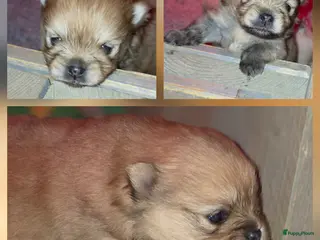 Pomeriaan honden 🐾 Pomeriaan pup 🐾 - Advertentie 2