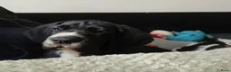 Duitse Dog honden te koop: Duitse Doggen pups in Koewacht - Advertentie 7