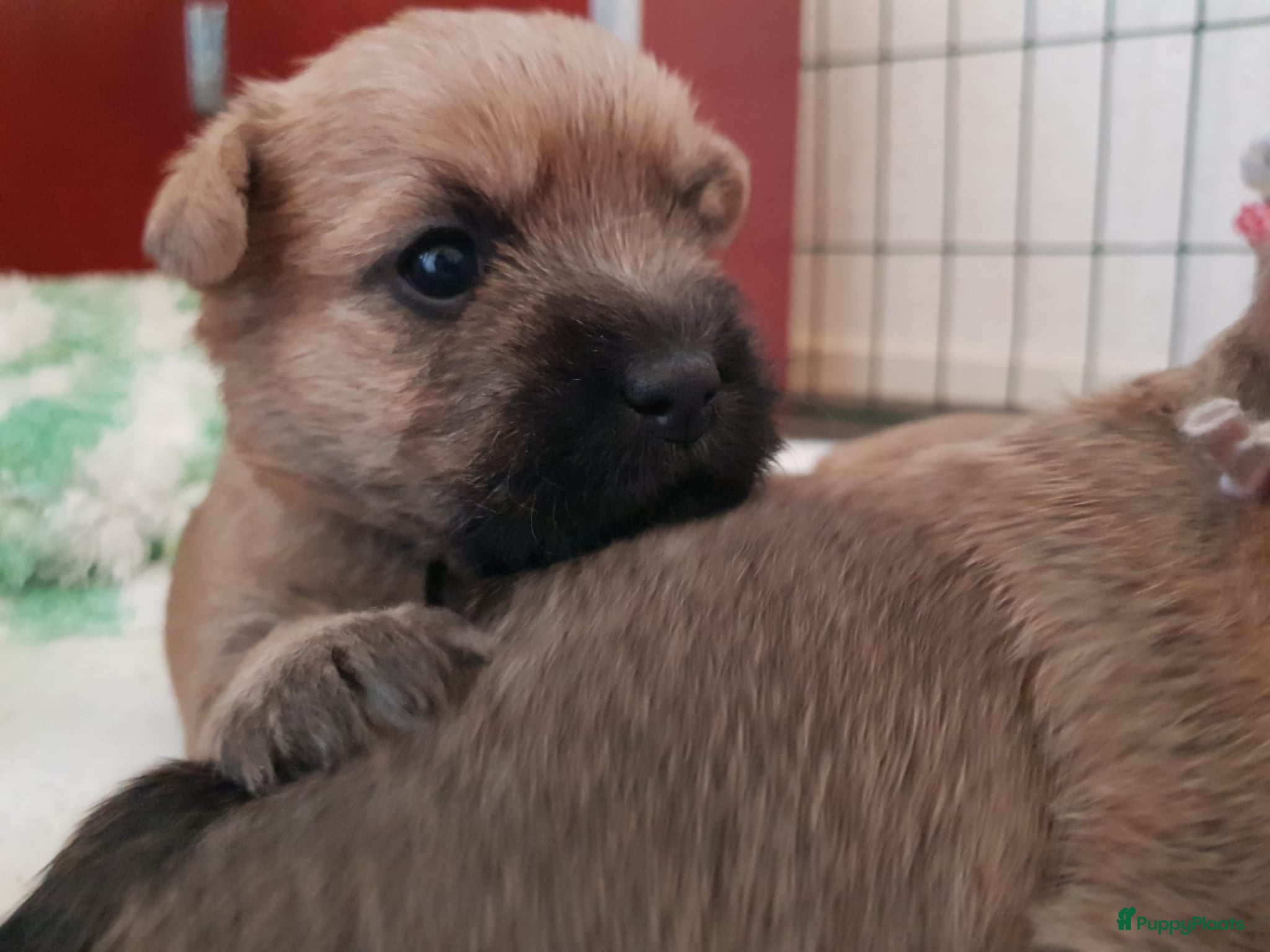 Cairn Terriër honden Cairn Terriër puppy reutjes, lichtrood/blond - Advertentie 1