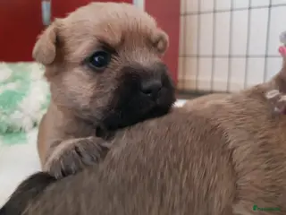 Cairn Terriër honden Cairn Terriër puppy reutjes, lichtrood/blond - Advertentie 1