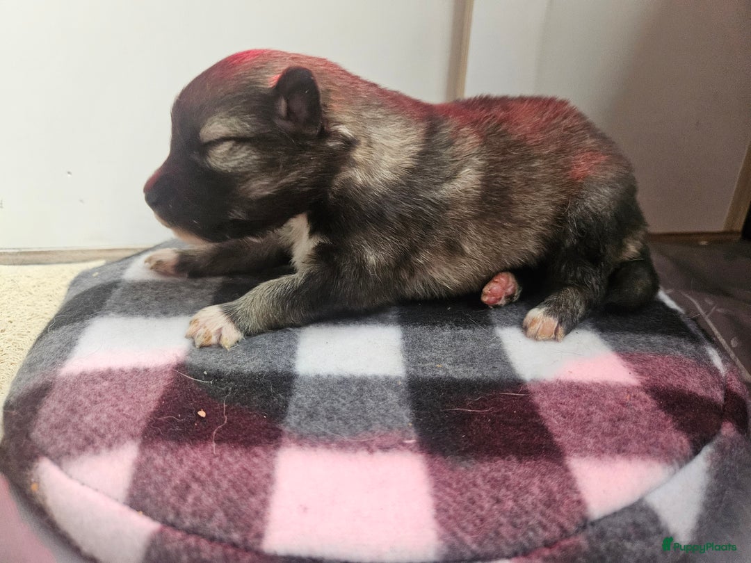 Kruising honden te koop: knappe keeshond x border collie puppy's te koop - Advertentie 13