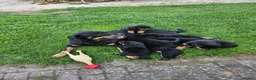 Rottweiler honden te koop: Super lieve sociale puppy's  - Advertentie 7