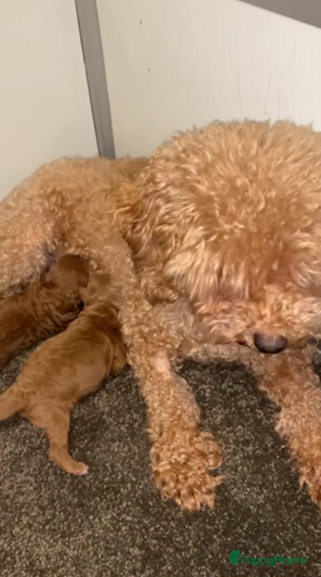 Poedel Toy honden te koop: Mooie roodkleurige Toy poedel pup te koop. - Advertentie 6