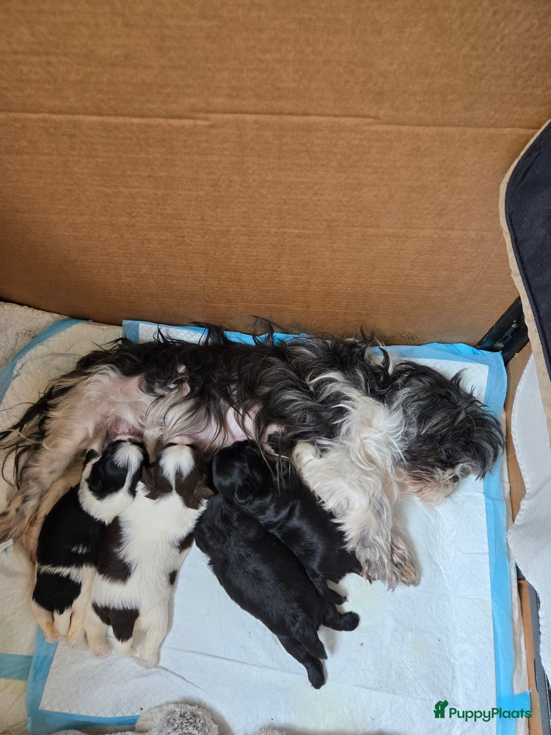 Boomer honden te koop: Boomer kruising shih-tzu  in Moerdijk - Afbeelding 5