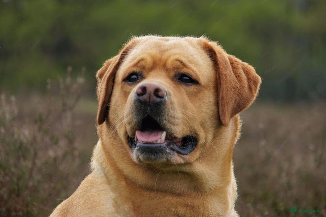 Labrador Retriever honden te koop: Mooie labrador pups - Advertentie 10