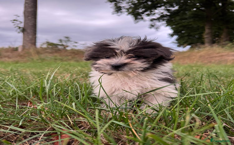 Boomer honden - Advertentie 4