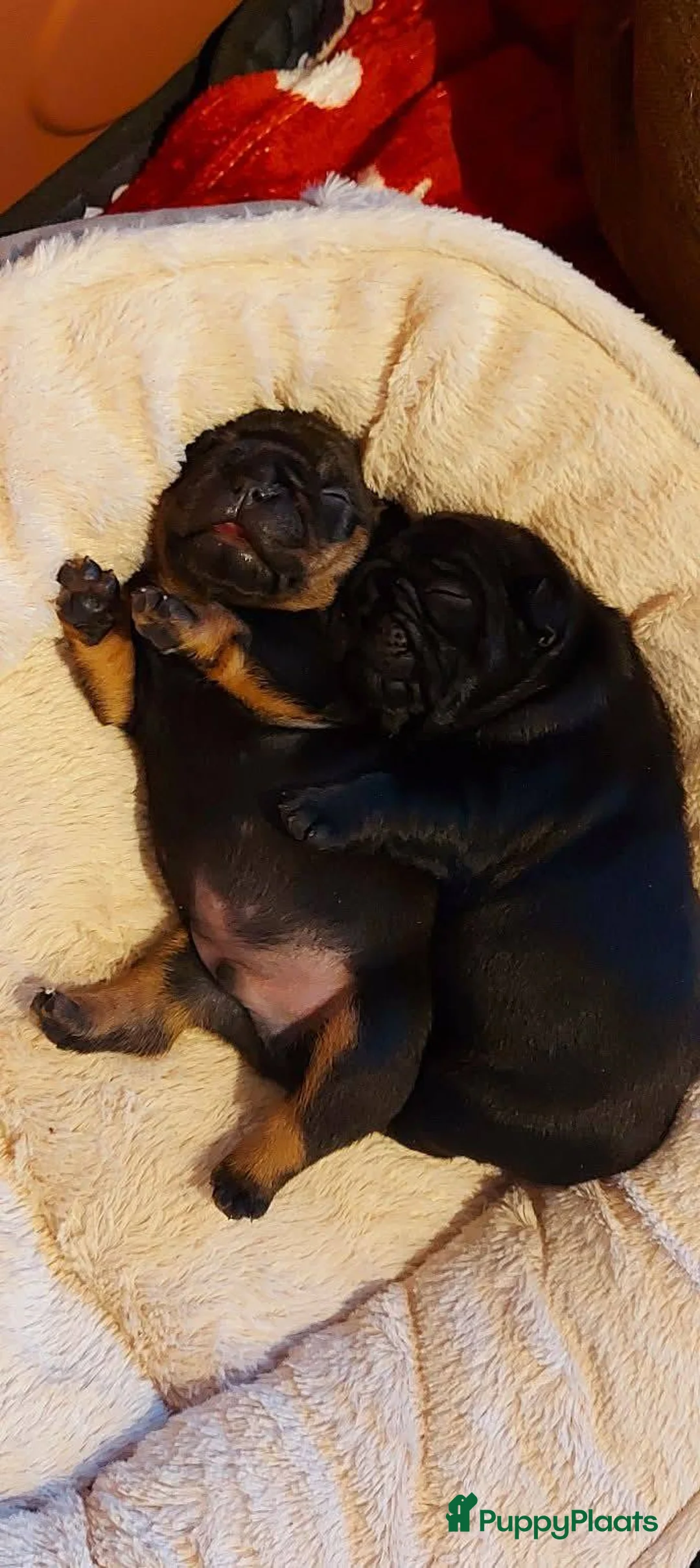 Franse Bulldog honden te koop: Prachtige Franse Bulldog pups met stamboom - Advertentie 13