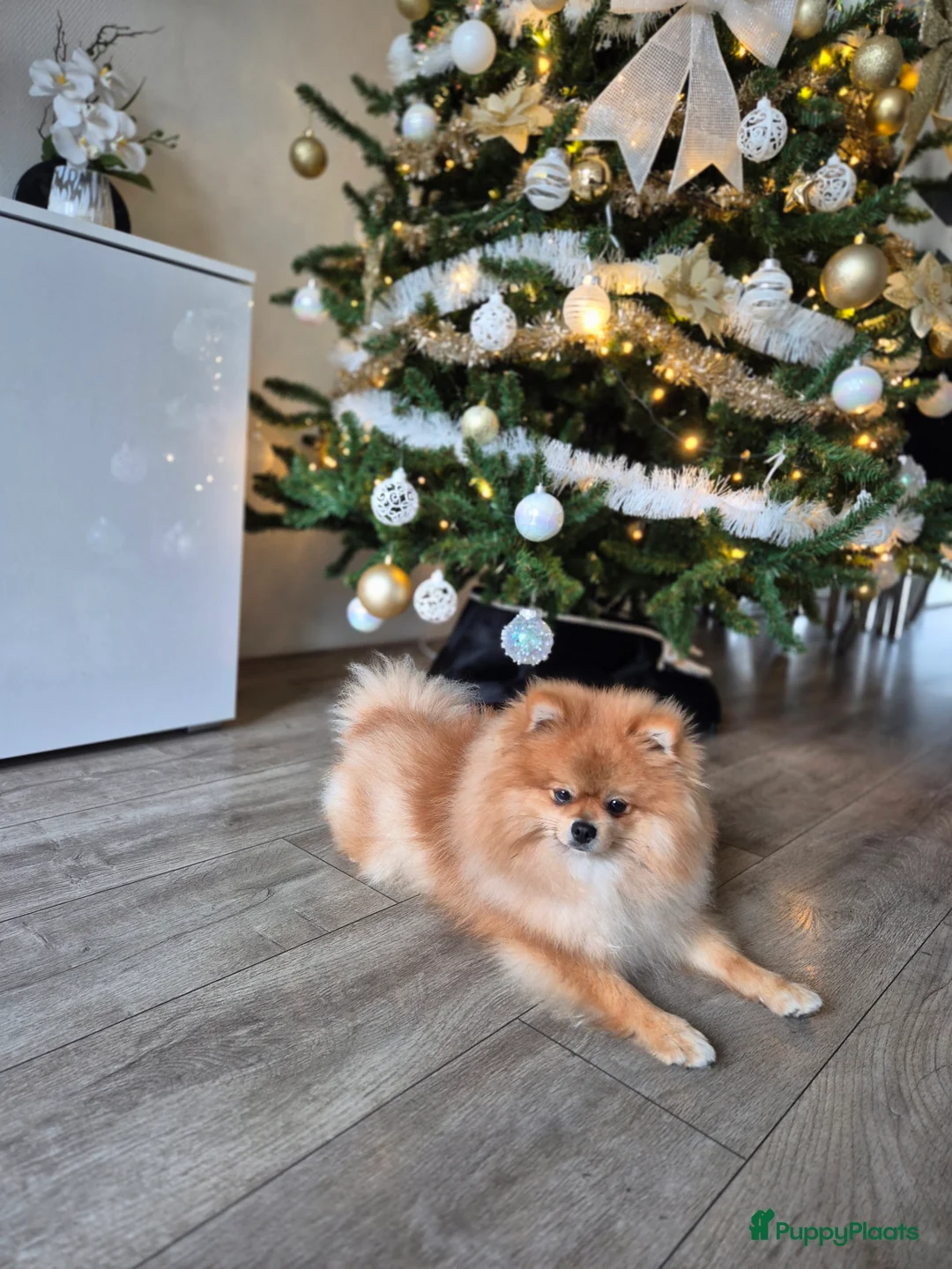 Pomeriaan honden ter dekking: dekreu met stamboom🥰 - Advertentie 4