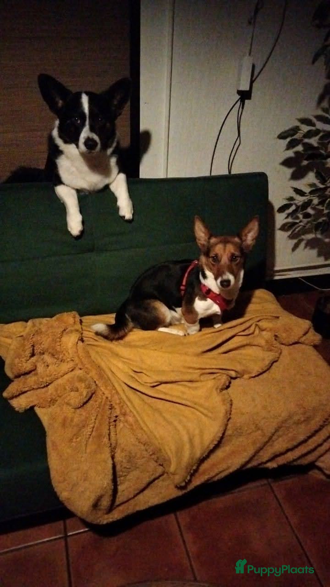 Welsh Corgi Cardigan honden te koop: 2 Welsh Corgi Cardigan pups te koop! in Barneveld - Afbeelding 14