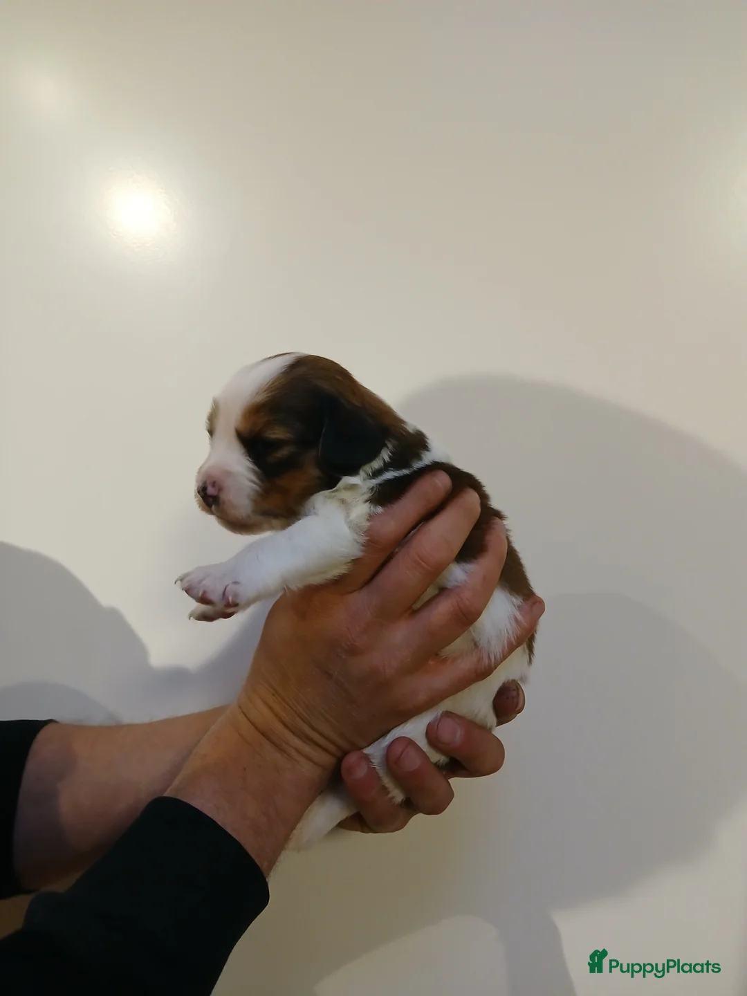 Kooikerhondje honden te koop: Supper liever  nestje kooiker pups van 7 - Advertentie 15