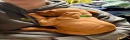 Vizsla korthaar honden te koop: Kortharige Hongaarse Vizsla-pups - Advertentie 5