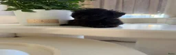 Poedel Toy honden te koop: Toy pooedel teefjes  - Advertentie 7