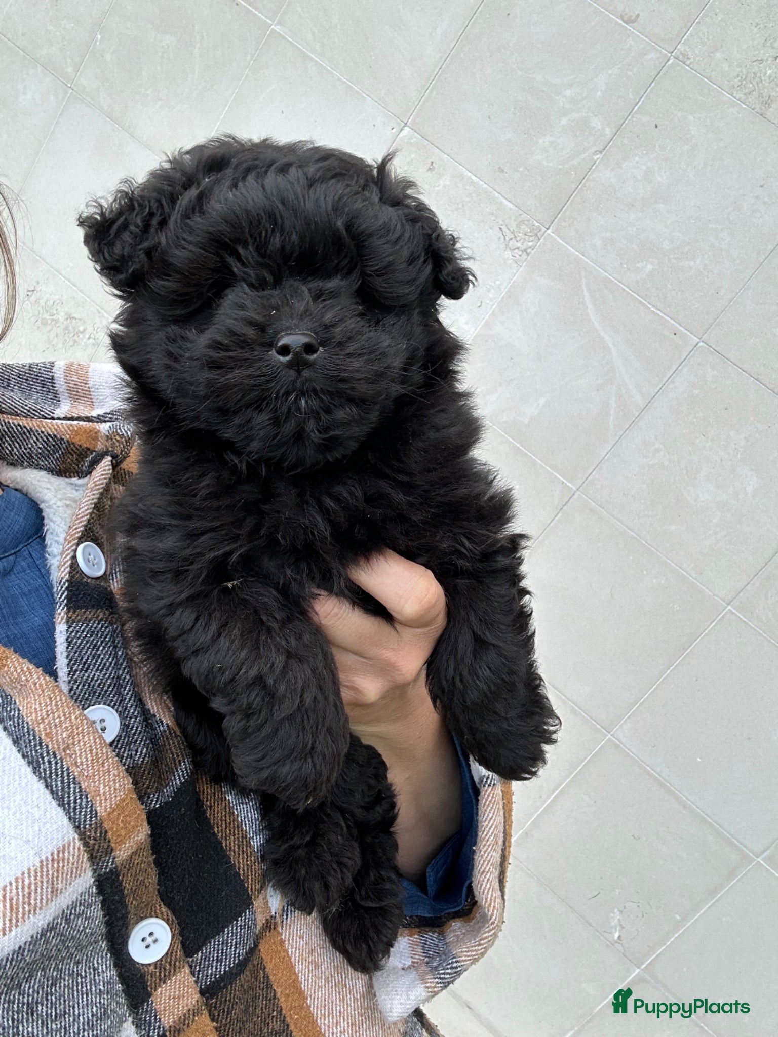 Kruising honden Doodle reutje - Advertentie 2