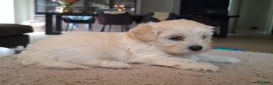 Maltipoo 5