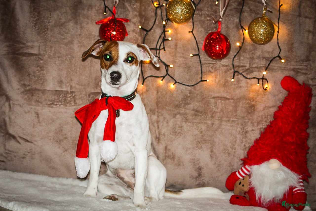 Jack Russel Terriër honden Jackrussel teefje (herplaatser) - Advertentie 3