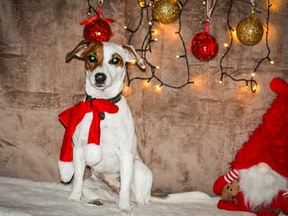 Jack Russel Terriër honden Jackrussel teefje (herplaatser) - Advertentie 3