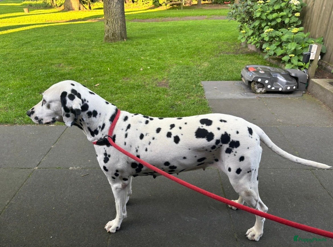 Dalmatiër honden Prachtige dalmatiër pups te koop! - Advertentie 1