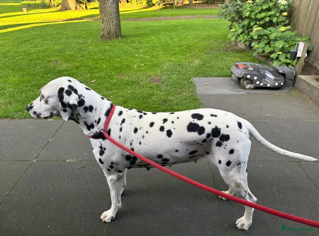 Dalmatiër honden te koop: Prachtige dalmatiër pups te koop! in Lievelde - Advertentie 1