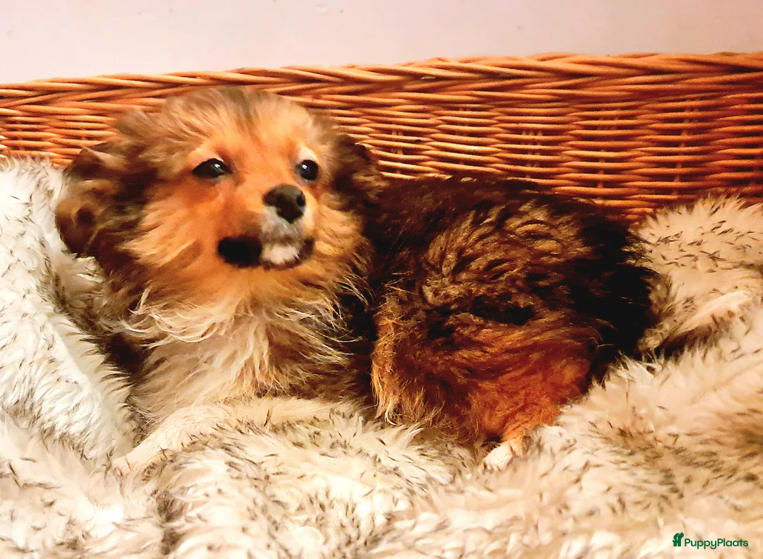 Kruising honden te koop: Driekleur reutje toy Papilla - Advertentie 4