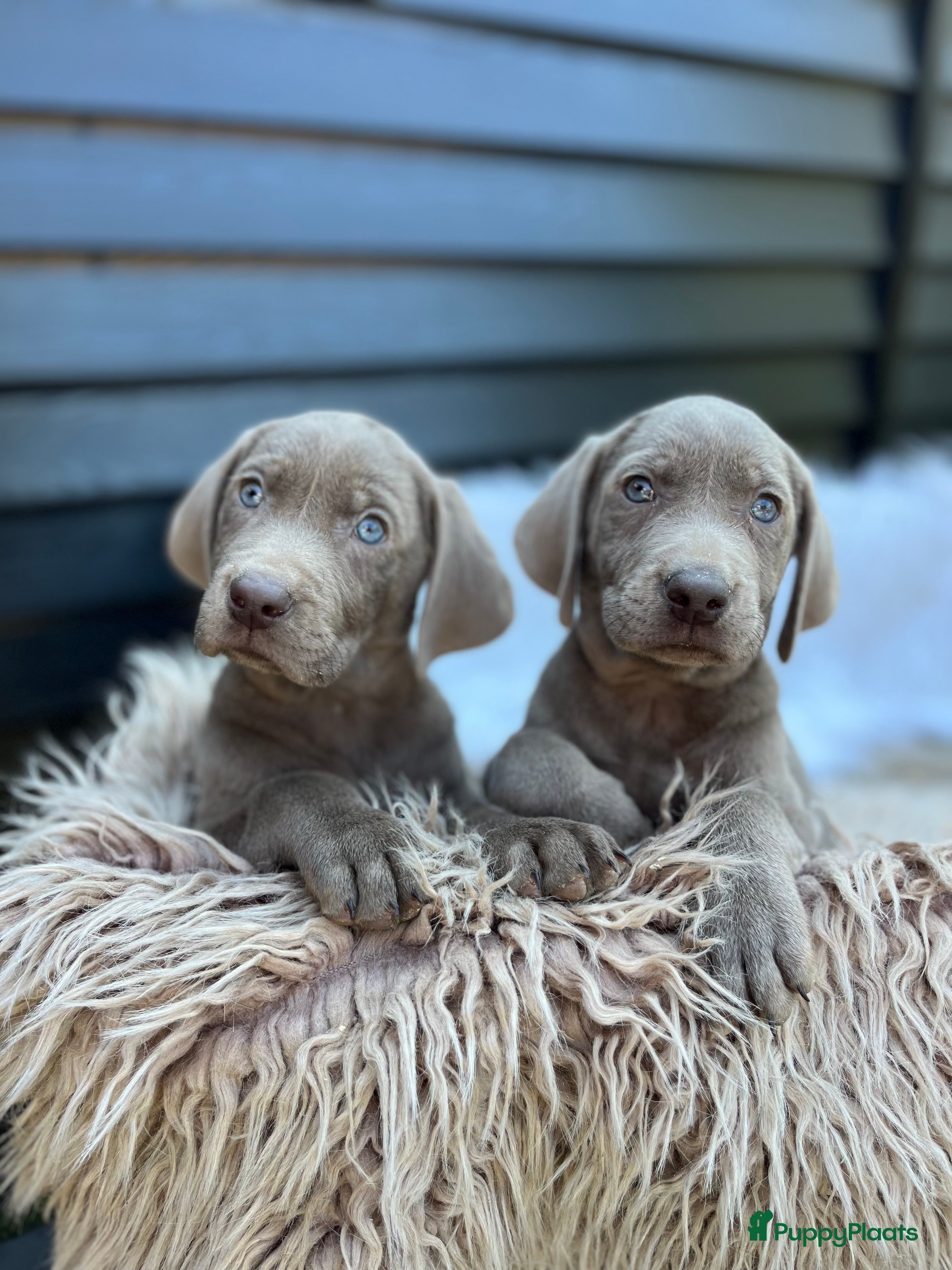 Kruising honden Labmaraner pups - Advertentie 9