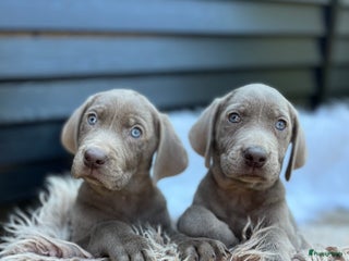 Kruising honden Labmaraner pups - Advertentie 9