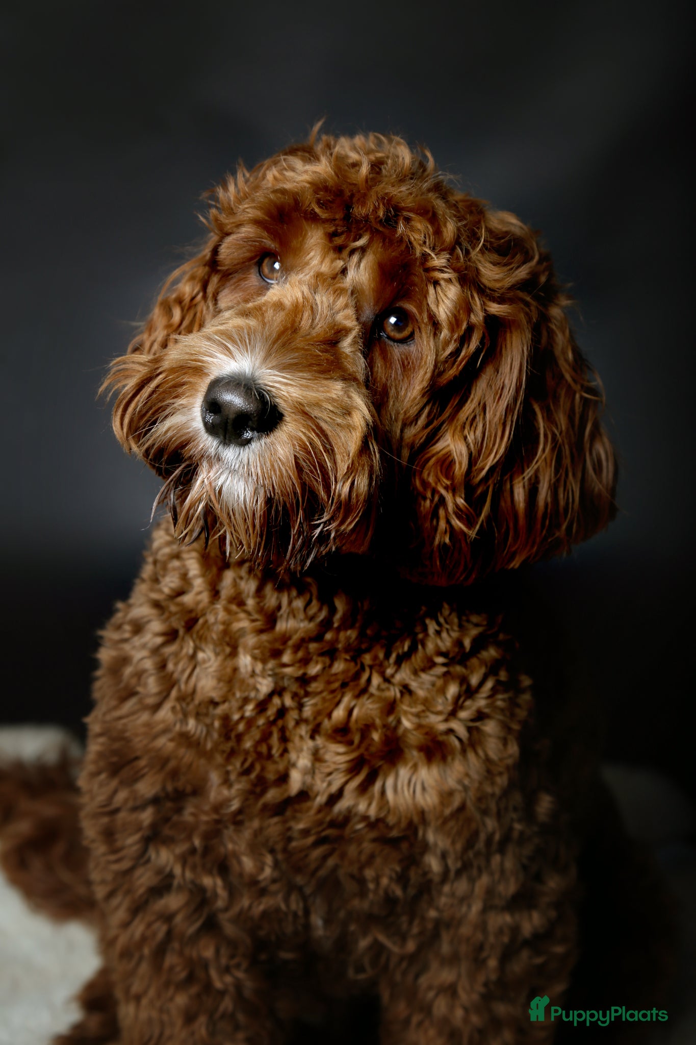 Australian Labradoodle honden ter dekking: Prachtige Dekreu  - Advertentie 5