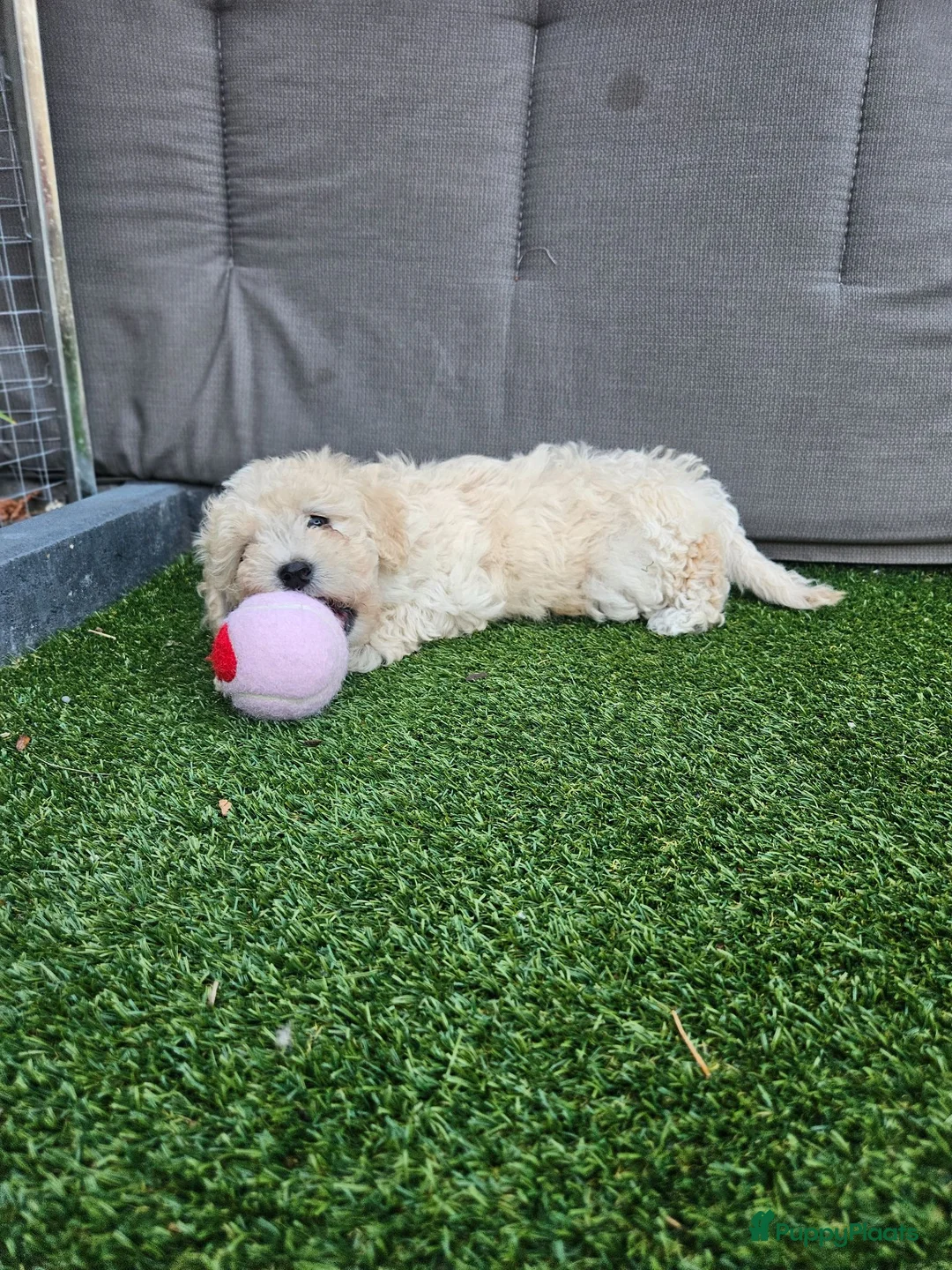 Kruising honden te koop: Lieve labradoodle / maltipoo pups in Zundert - Advertentie 1