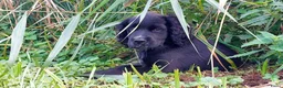Kruising honden te koop: Friese stabij/engelse cocker spaniel  in Kinderdijk - Advertentie 6