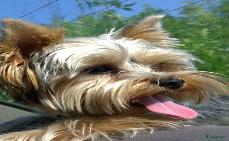 Yorkshire Terriër honden Yorkshire Terrier puppy - Advertentie 1