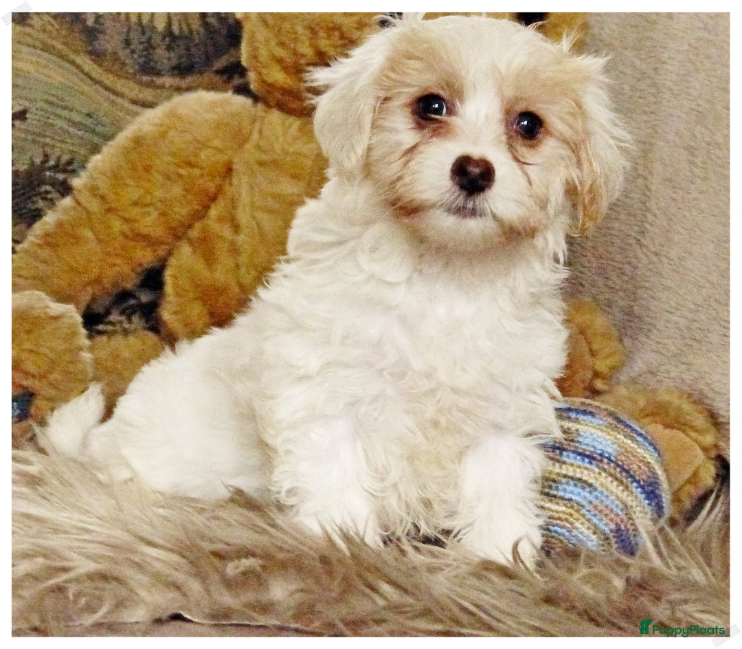 Maltipoo honden te koop: Maltipoo teefje - Advertentie 3