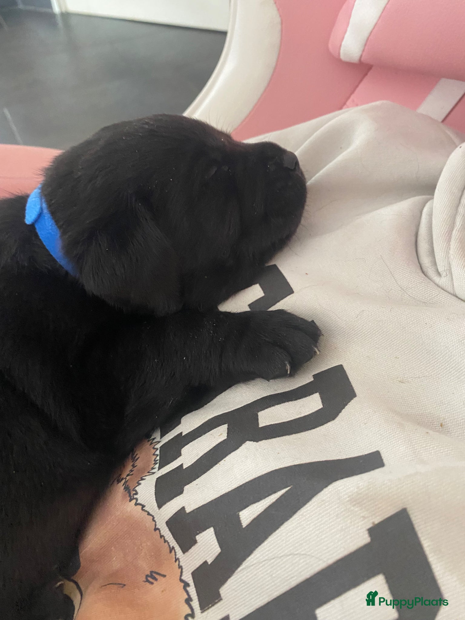Labrador Retriever honden te koop: Labrador pup met stamboom - Advertentie 11