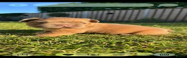 Franse Bulldog 5