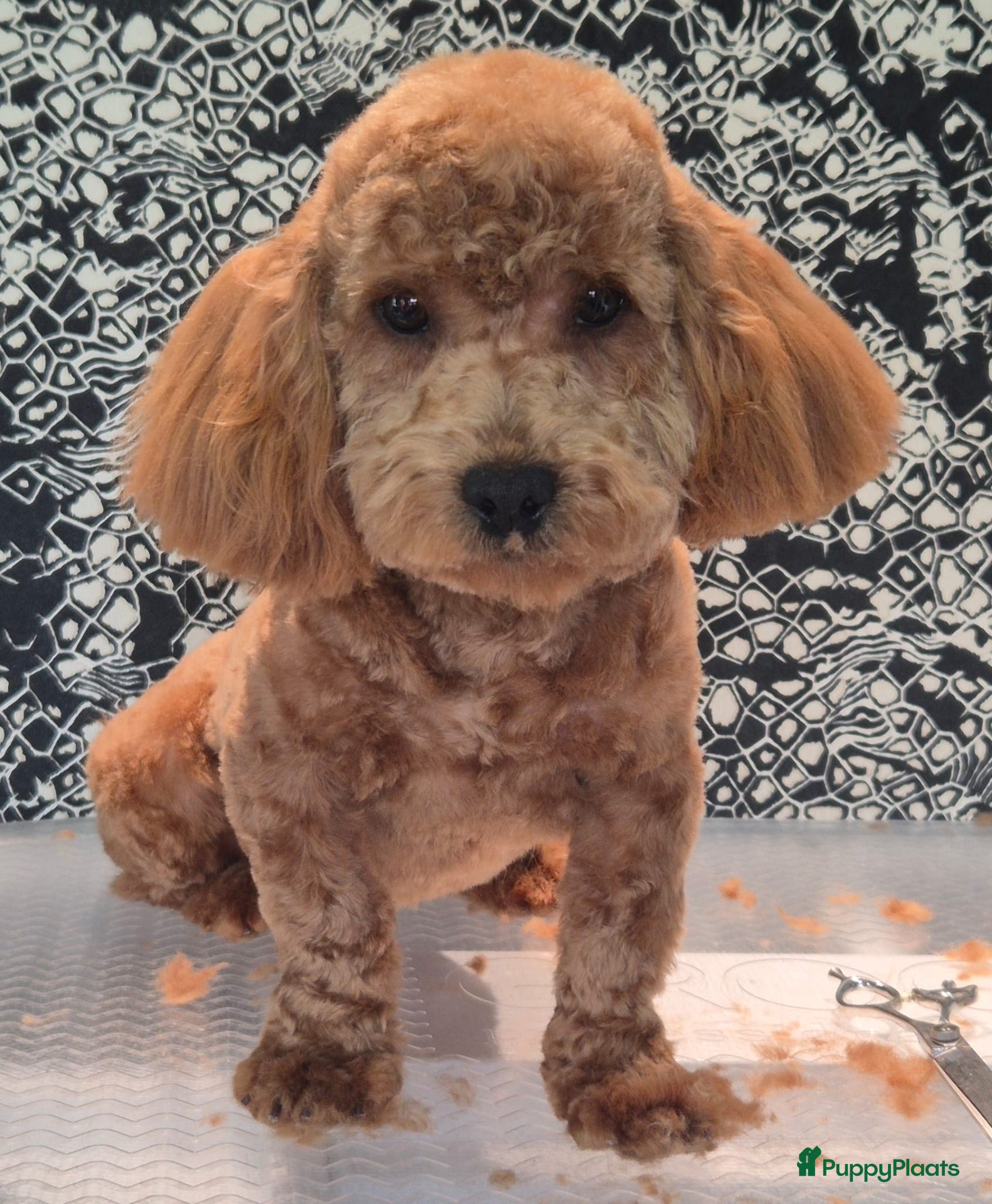 Maltipoo honden Maltipoo pups - Advertentie 1