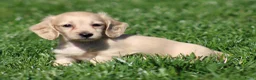 Teckel (langhaar) honden te koop: Teckel pups Cream , Blond - Advertentie 8