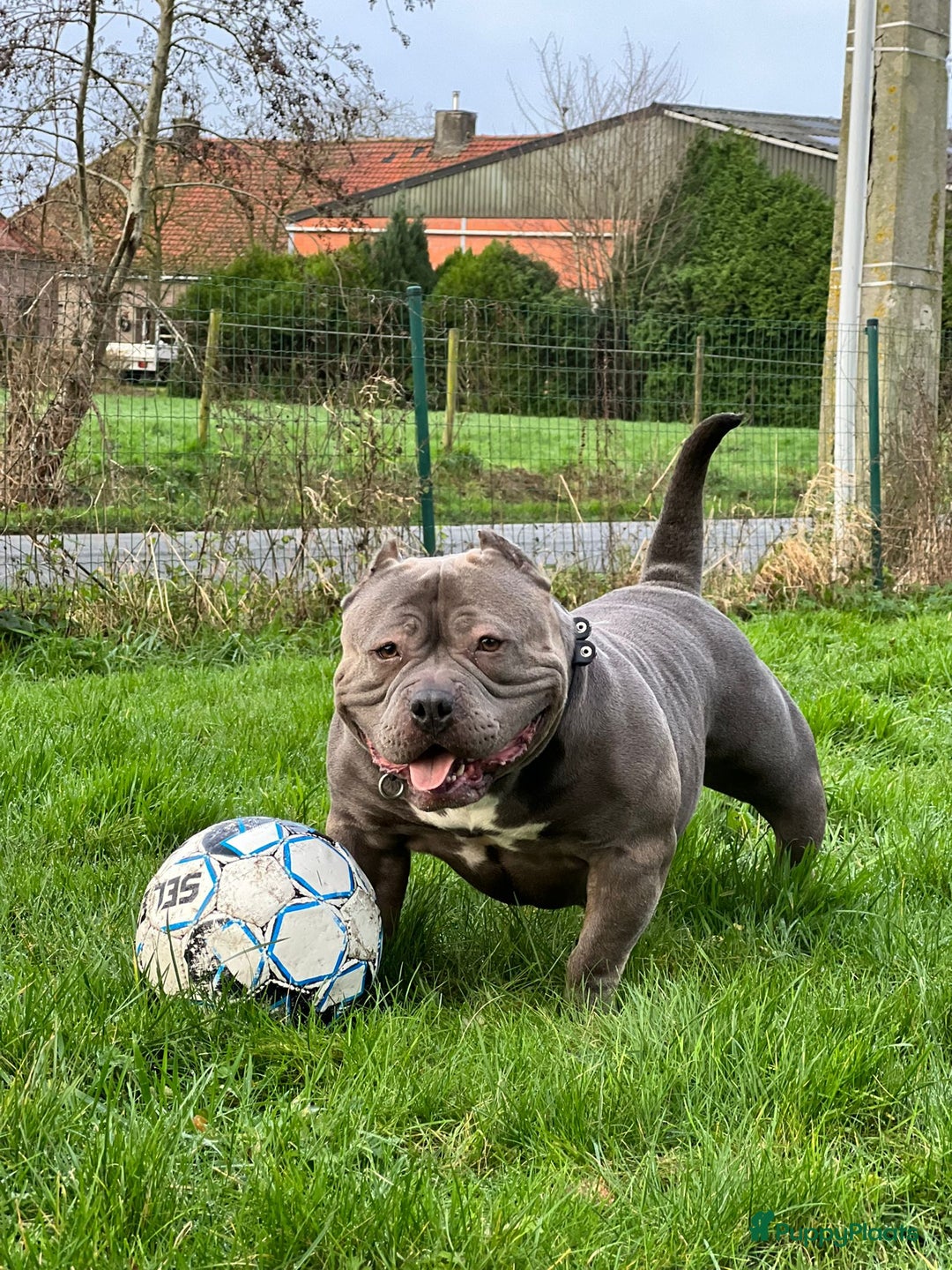 Amerikaanse Bully honden te koop: Amerikaanse Bully Pocket-puppy's - Advertentie 12