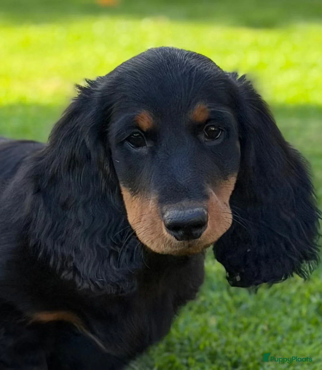 Teckel (langhaar) honden te koop: Teckel langhaar standaard met FCI stamboom - Advertentie 1