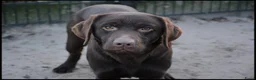 Labrador Retriever honden te koop: Leuke lieve Labrador Pups - Advertentie 2
