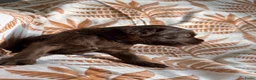 Australian Labradoodle honden te koop: Prachtige donkerbruine Australian Labradoodle reu in Halsteren - Advertentie 18