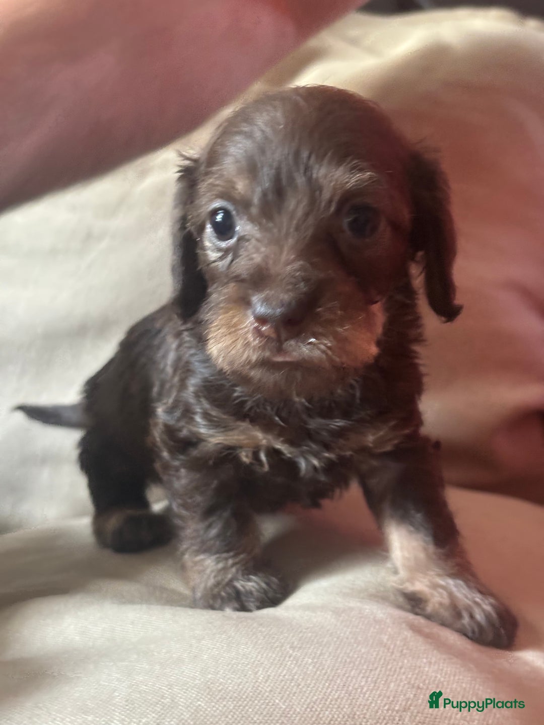 Teckel (korthaar)  honden te koop:  1 Leuke schattige teckelpup (TEEFJE ) - Afbeelding 3