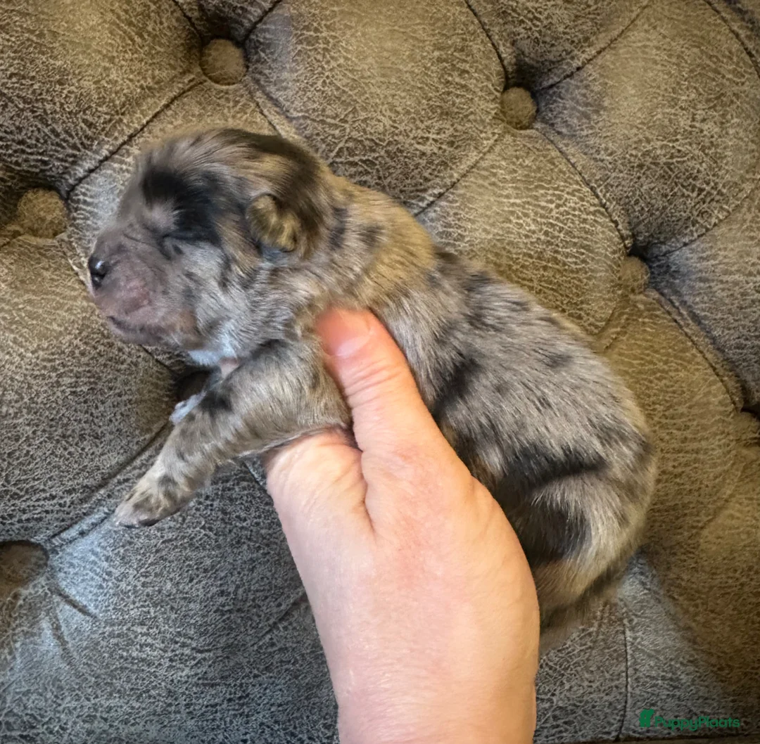 Chow Chow honden te koop: Mooie Chow Chow pups geboren - Advertentie 9