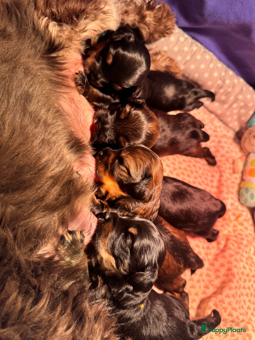 Kruising honden te koop: Yorkipoo pups te koop - Advertentie 13