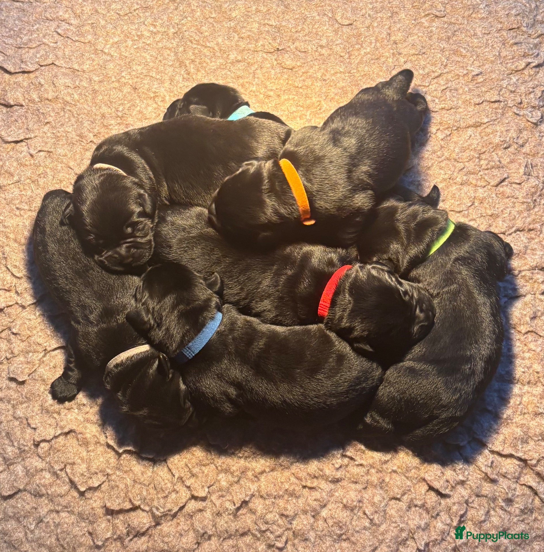 Labrador Retriever honden Zwarte Labradorpups beschikbaar - Advertentie 1