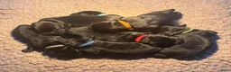 Labrador Retriever honden te koop: Zwarte Labradorpups  - Advertentie 1