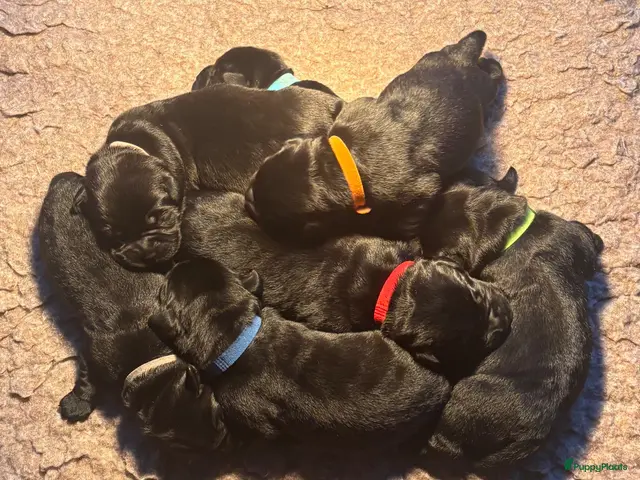 Labrador Retriever honden Zwarte Labradorpups - Advertentie 1