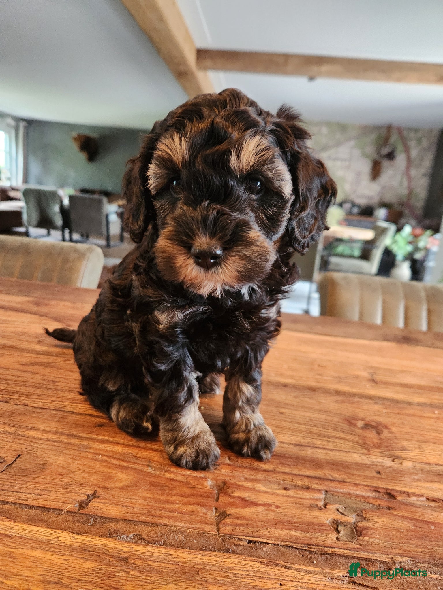 Labradoodle honden 3 Prachtige sheltiedoodle labradoodle pups - Advertentie 6